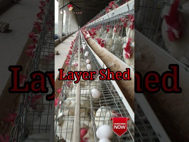 Poultry Farming।Egg Production Farm।Layer Poultry Bird।