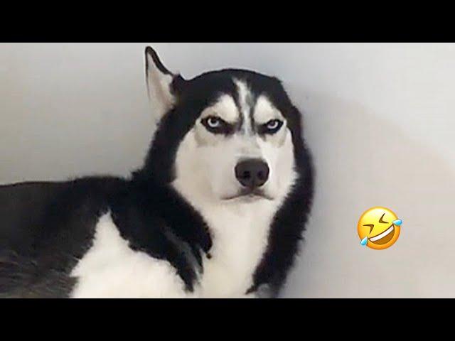 FUNNIEST Huskies | Normal dogs vs Huskies | 10 Minutes Best Videos | Part 11