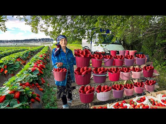 Fresh Strawberries : Strawberry Jam and Unusual Mint Strawberry Compote