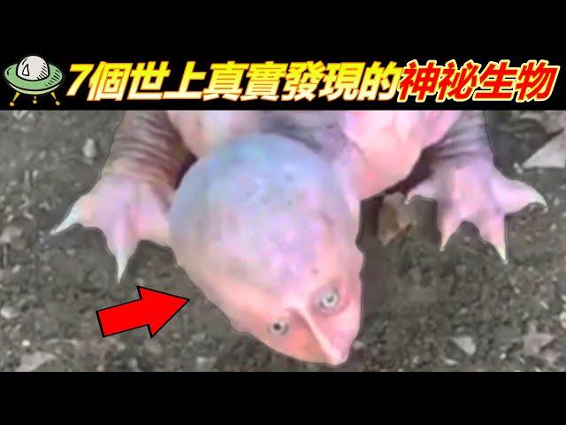 7個世上真實發現的神祕生物