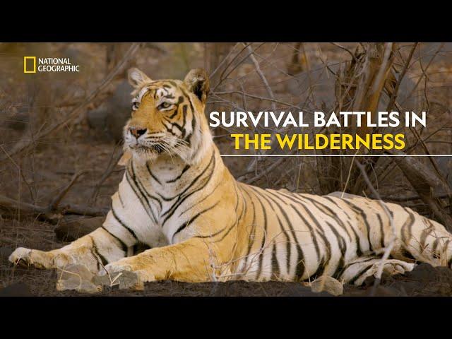 The Majesty of Wild Cats | Wild Cats of India | हिंदी | Full Episode | S1 - E1 | Nat Geo Wild