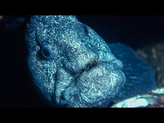 Uncovering the Mysteries of the Deepest Ocean