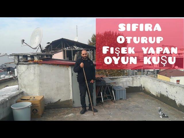 SIFIRA OTURAN OYUN KUŞU (ÇOCUKLUK ARKADAŞIM) |OYUN KUŞU SEYİSLİĞİ|