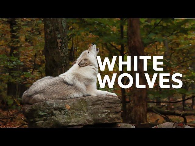 Yellowstone’s White Wolf: A Tale Of Survival And Strength