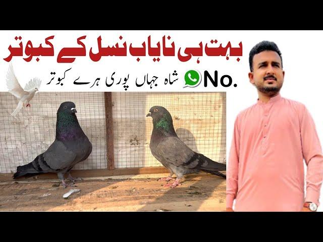 Pigeons | love birds | Shahjhahan pori hary | rana ahmad dastgeer