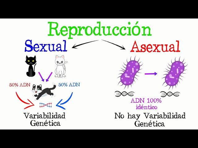 REPRODUCCIÓN: Sexual y Asexual [Fácil y Rápido] | BIOLOGÍA |