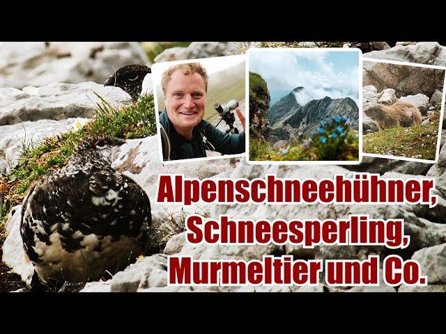 Vögel im Hochgebirge - Dem ALPENSCHNEEHUHN auf der Spur ️ (KARWENDEL ROCKS) #natur #nature #vögel