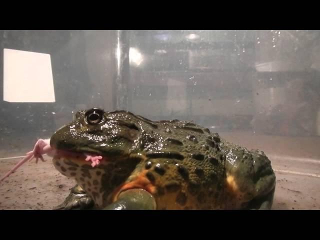 Giant African Bullfrogs eating everything in sight (including mice)