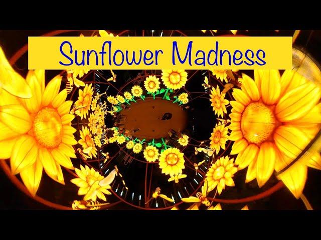 Sunflower Madness