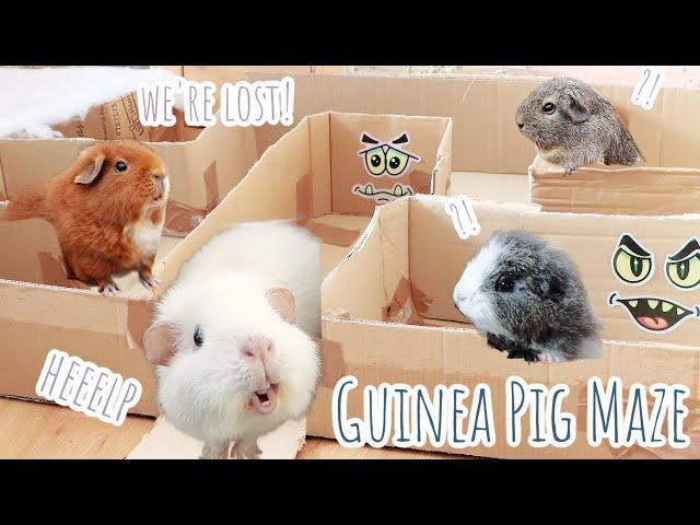 Guinea Pig Halloween Maze | Who Will Exit?!