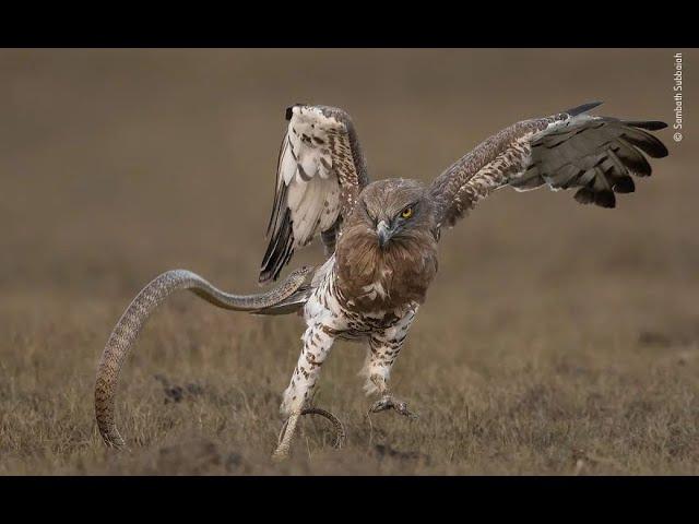 Award Winning Wildlife Photographs 2020 | Wildlife Photographer of the Year Winners 2020