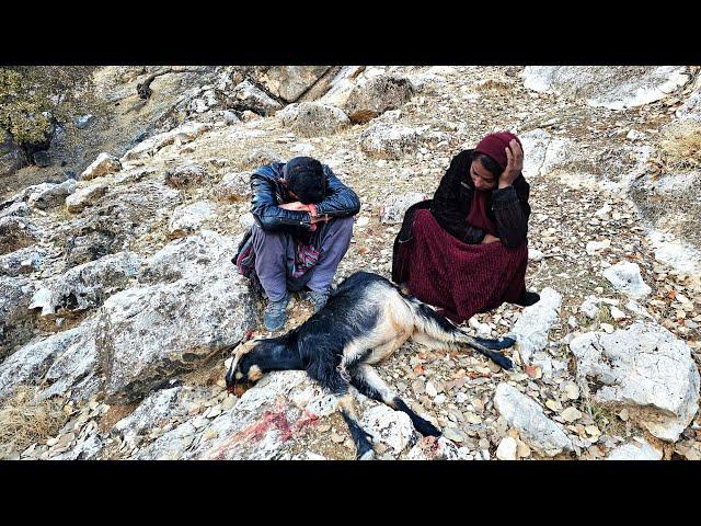  Tragic incident: goat falling from the Zagros mountains and a fire for a nomadic family