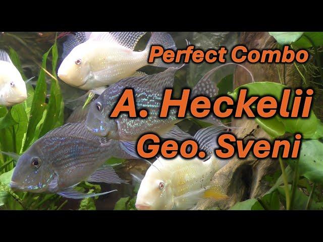 Perfect Combination Cichlids-  Geophagus Sveni and Albino A. Heckelii