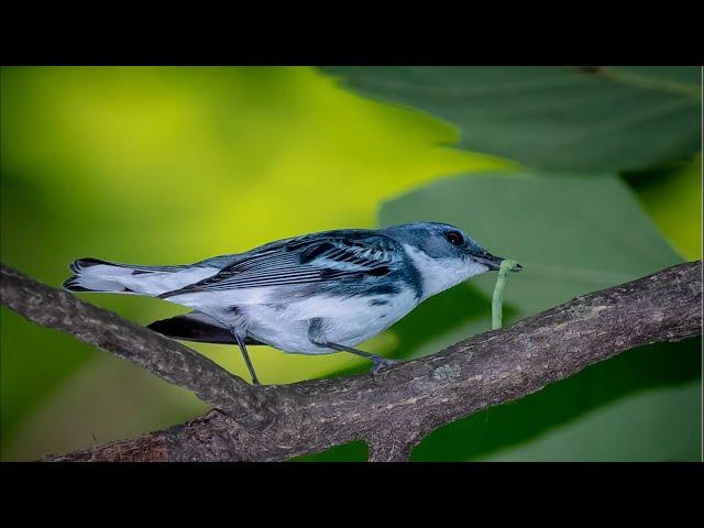 Creating a Homegrown National Park by Dr. Doug Tallamy