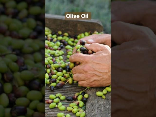 How Olive Oil is Made? | Traditional Italian Olive Oil | Olive Harvesting