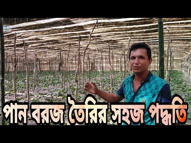 পানের বরজ যেভাবে শুরু করবেন || পান বরজ তৈরির একটি অসাধারণ ভিডিও || vhumi tv || vhumi krishi