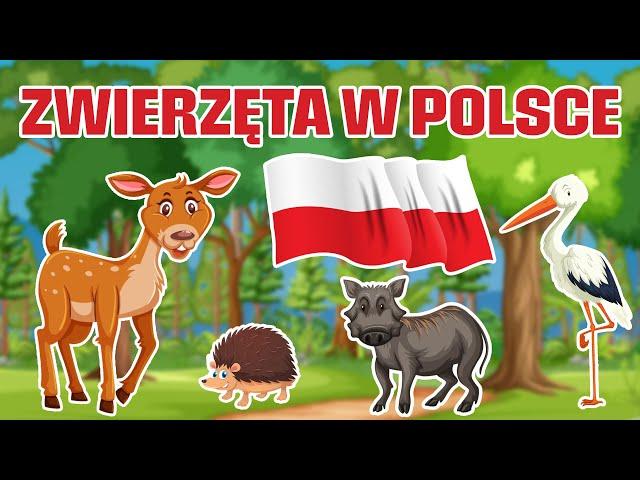 Zwierzęta w Polsce - Bajka edukacyjna dla dzieci - Nauka zwierząt dla dzieci po polsku