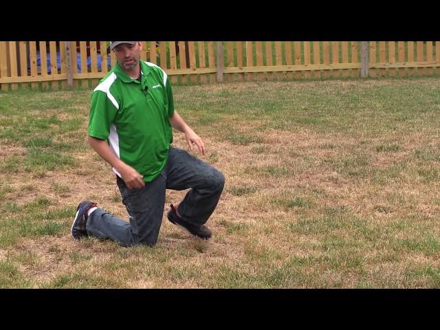 Fungus or Grub Damage? | Pro Turf Lawn Service