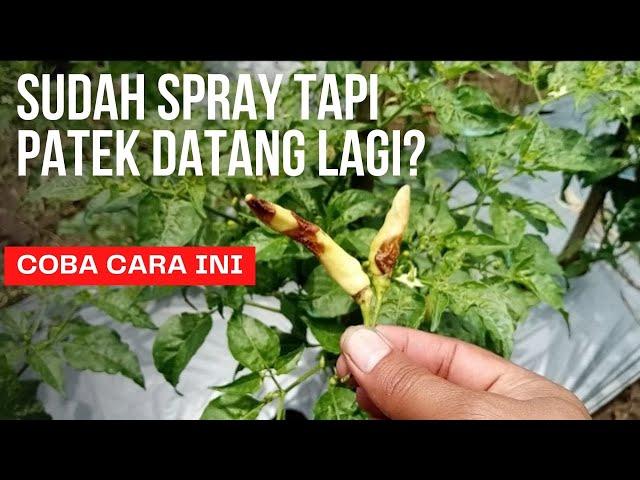 cara mengatasi patek pada cabe | antraknosa | petani pemula