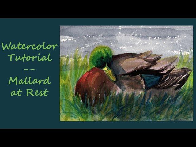 Mallard at Rest  - Full Watercolor Tutorial - Drawing Template Available