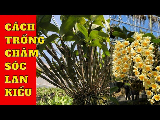 Cách trồng chăm sóc lan kiều từ cây mới trồng đến ra hoa