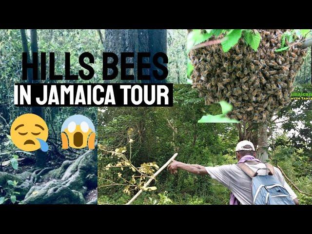 BEES TOUR THROUGH THE HILLS OF WESTMORELAND AND MORE 
