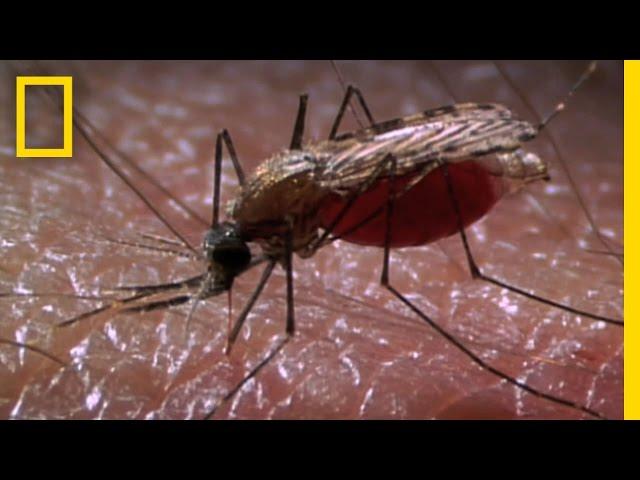 New Laser Zaps Mosquitoes in SlowMotion | National Geographic