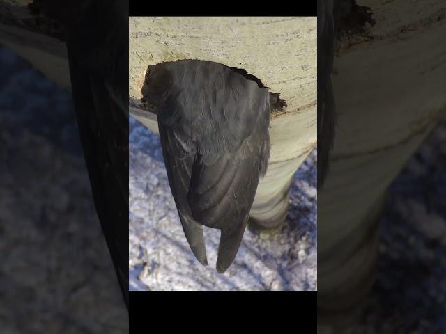 Black woodpecker makes a hollow. #shots #birds #nest #wildlife