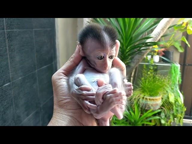 The Cute and Small Baby Monkey , Lovely Fauna Youtube Channel