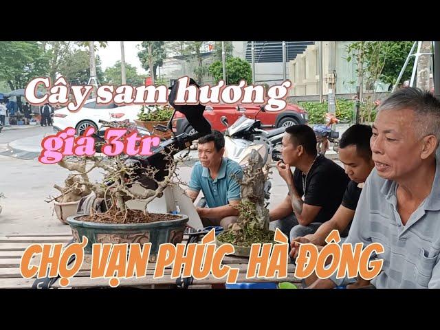 Chợ hoa cây cảnh Vạn Phúc một sớm đầu Đông