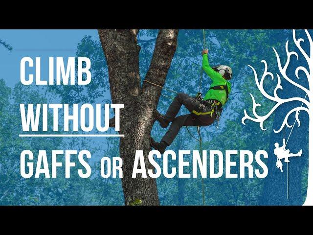 No spikes, No ascenders No Problem!! Use the lanyard crawl Tree climbing method Strider Tree