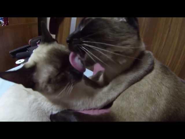 Siamese cats lickfest