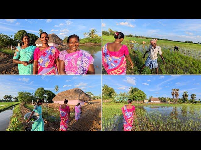 நம்ம பழைய வீட்டிலிருந்து அமலாவின் புதுவீட்டுக்கு அழகிய வயல்காட்டு வழியாக நடந்தே போகலாம் வாங்க,