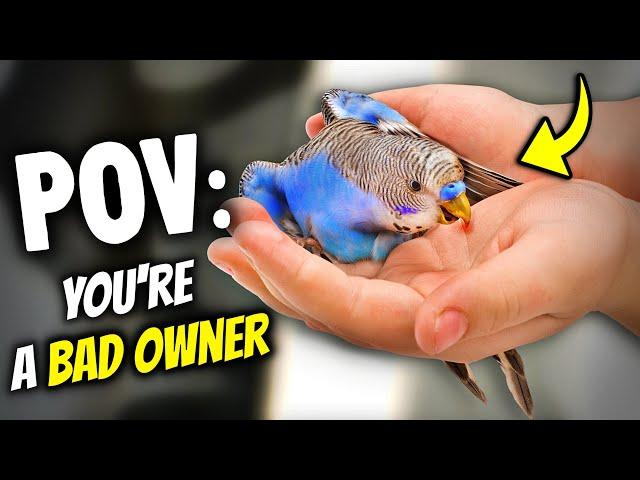 How to be a BAD Bird Owner