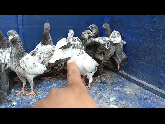 baby pigeon high flyer 14 Mohsin jutt Lahore 03244753622