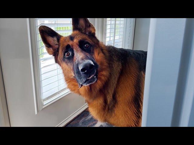 Why German Shepherds are the FUNNIEST DOGS 