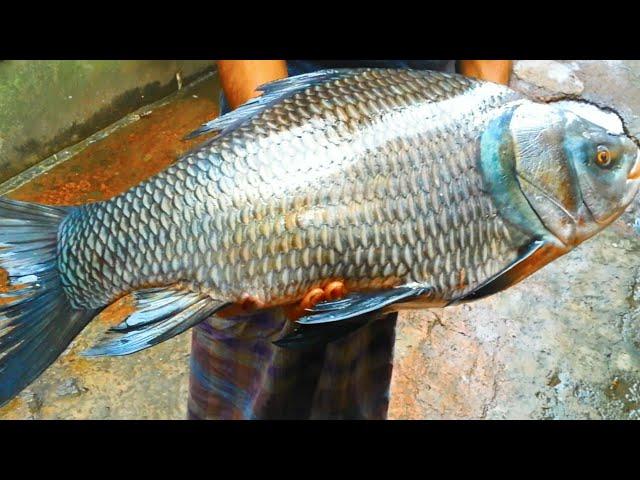 Amazing Karnafuli Fish Market | dxer manto |