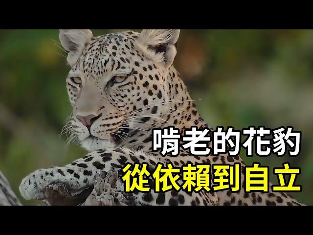 啃老的花豹，因豹媽受傷，只好學會獨立！ #nature #wildlife #animal #wildanimals #animals