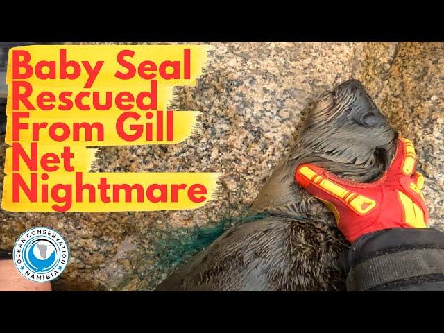 Baby Seal Rescued From Gill Net Nightmare