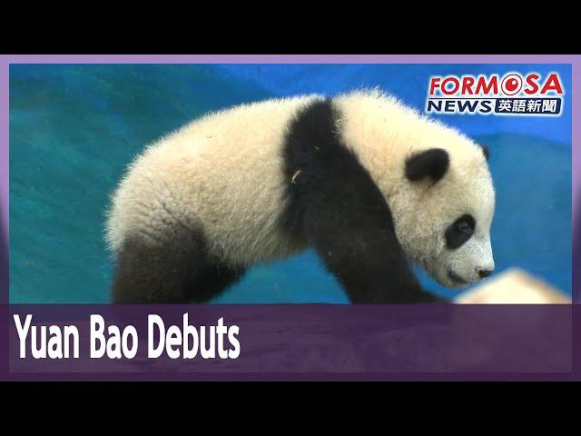 Taipei Zoo’s baby panda Yuan Bao makes public debut