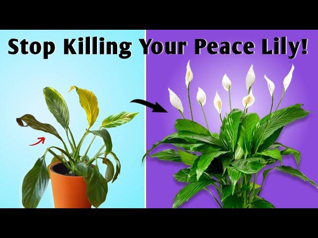 7 Important Care Tips If You Want To Stop Killing Peace Lily!