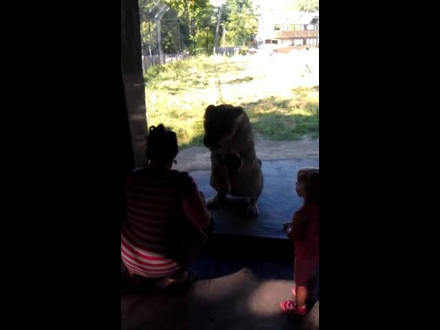 Mama lion wants to eat human baby (part 1)