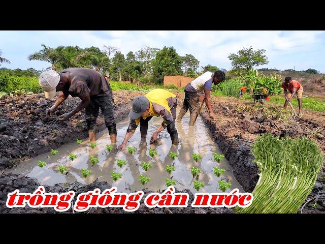 Nông trại nhân giống rau cần nước || Tuấn Hiệp TV