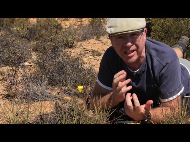 Our carnivorous plant Drosophyllum lusitanicum - one of the rarest plants on Earth