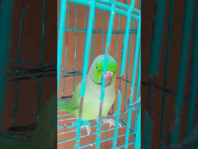 bolne wala tota #talkingparrot  #parrot #viralshorts #youtubeshorts