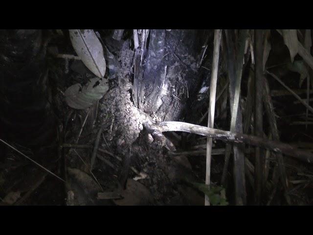 Exploring the Amazon Jungle, Peru