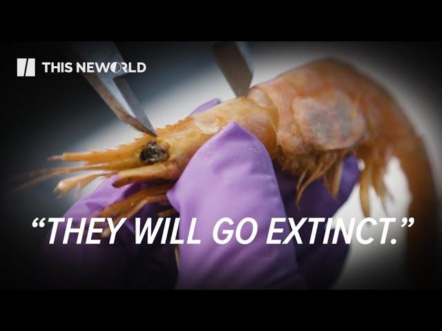 Rising Ocean Temperatures Shut Down Shrimp in Maine