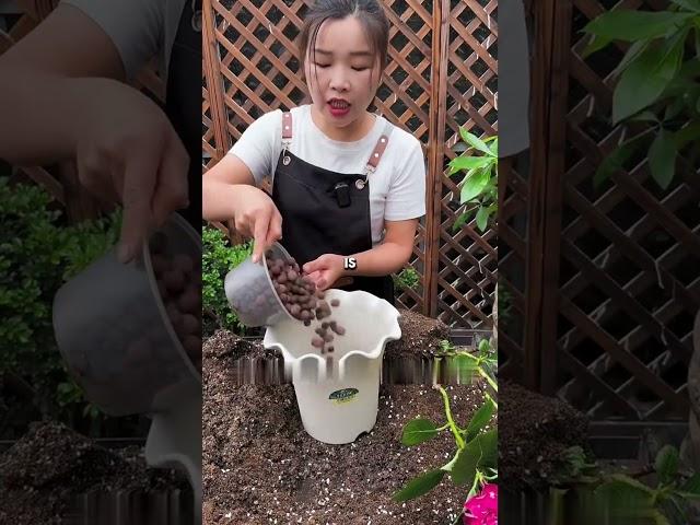 don't use the right method to repot, no wonder one pot dies after each one you #repot #plant