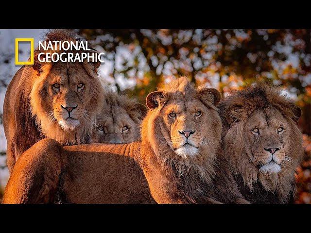 Africa's Hunters - Lion Pride Documentary | National Geographic Full HD 2023