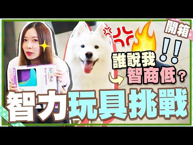 【開箱】實測傳聞中低智商西摩犬，Horlick的智力大挑戰！